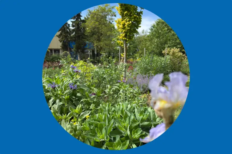 Ein Blick in unseren Sinnesgarten: Es grünt und blüht, dass es eine Freude ist.